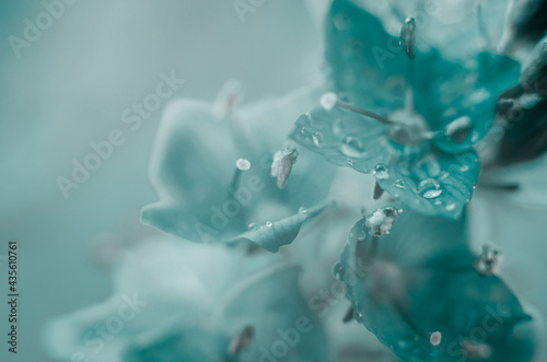 Macro photo of a drop of water on flower petals. Beautiful natural background of flowers
