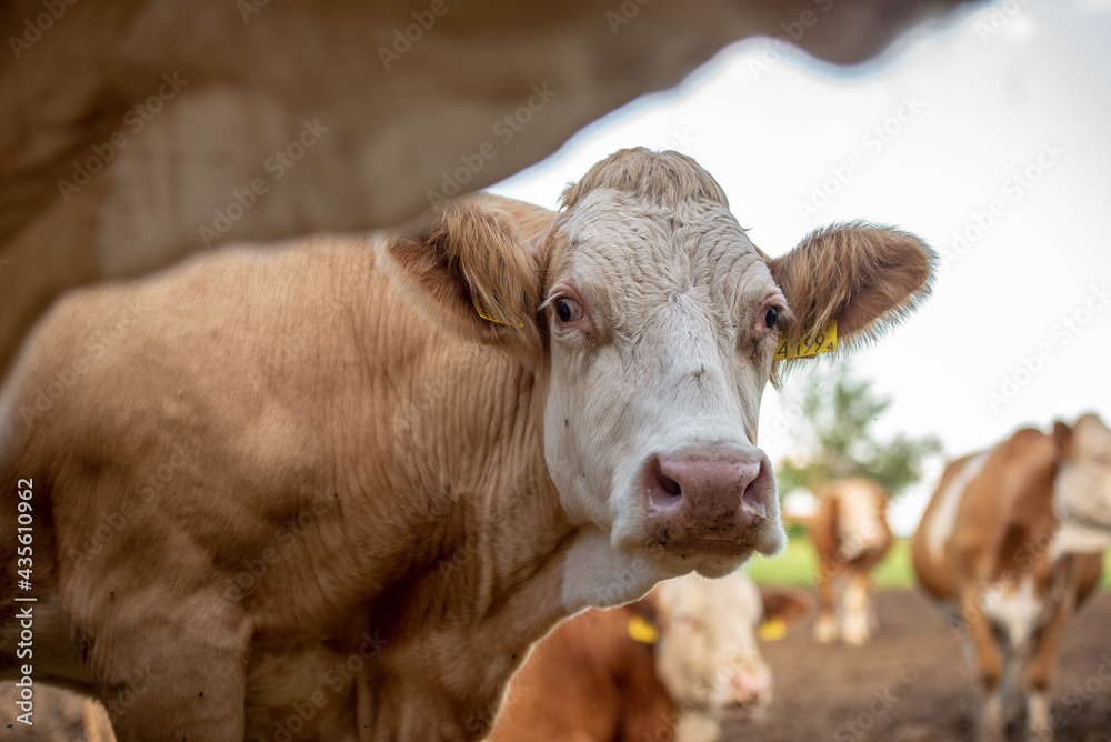 Happy group of cows in Hungarian rural field Happy group of cows in Hungarian rural field