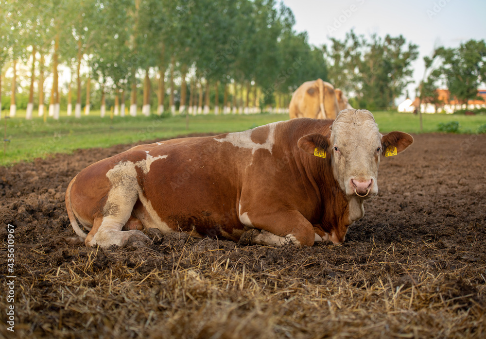 Happy group of cows in Hungarian rural field Happy group of cows in Hungarian rural field