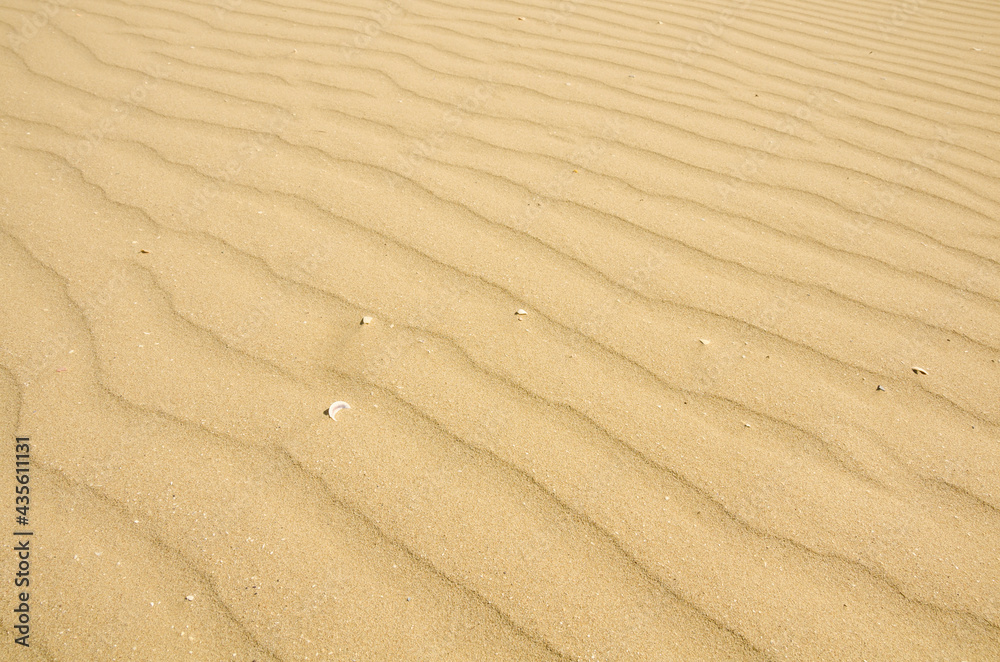 Fototapeta premium Waves of sand with some white seashells