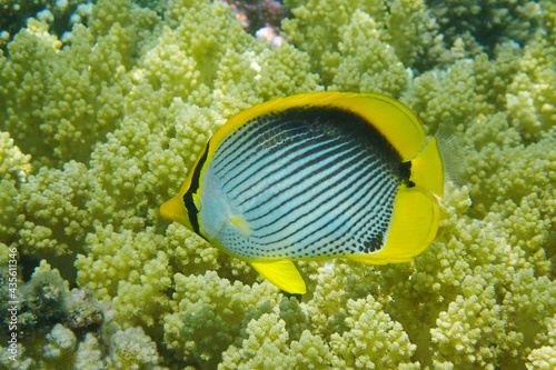 Chaetodon melannotus fish photo