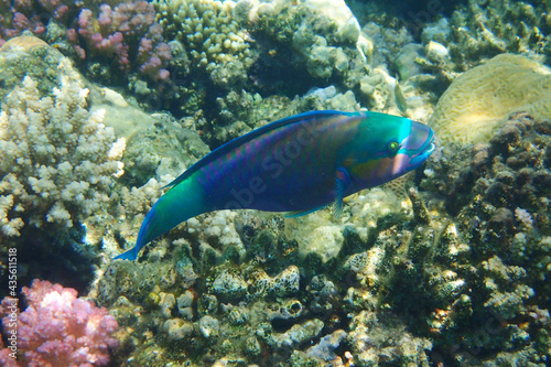 parrot fish from the egypt © jonnysek