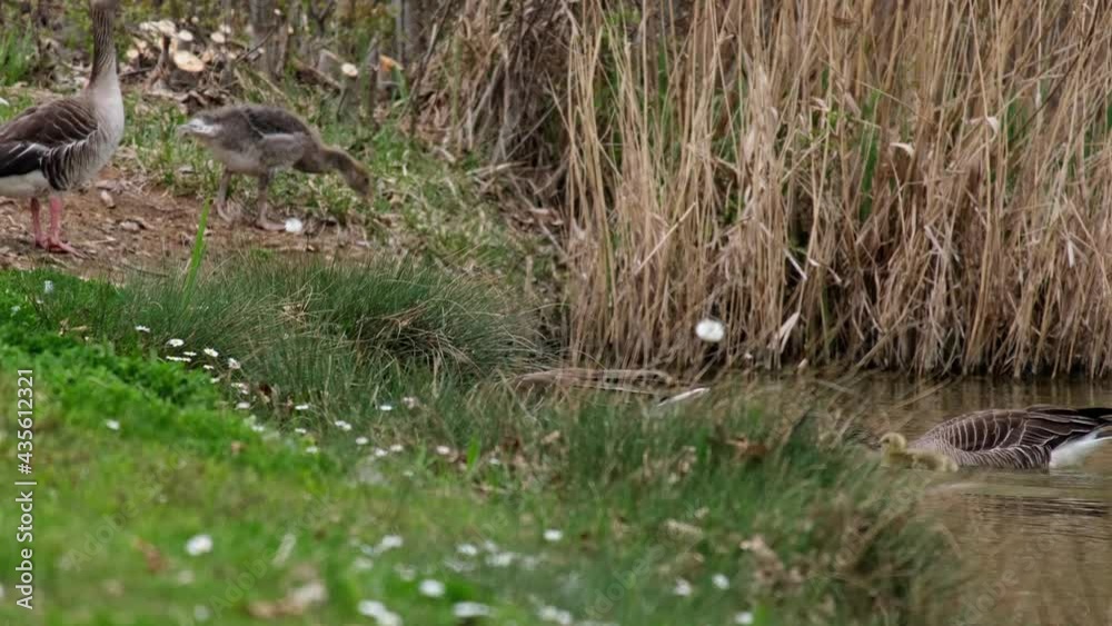 Protecting the kids, goose parent chasing away geese from another family at the coast. Greylag goose (Anser anser) mother and father and a group of cute fluffy little babies coming out of the water.