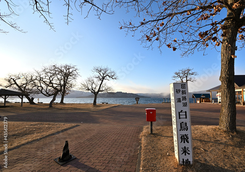 北海道_屈斜路湖_砂湯温泉に集まる白鳥たち