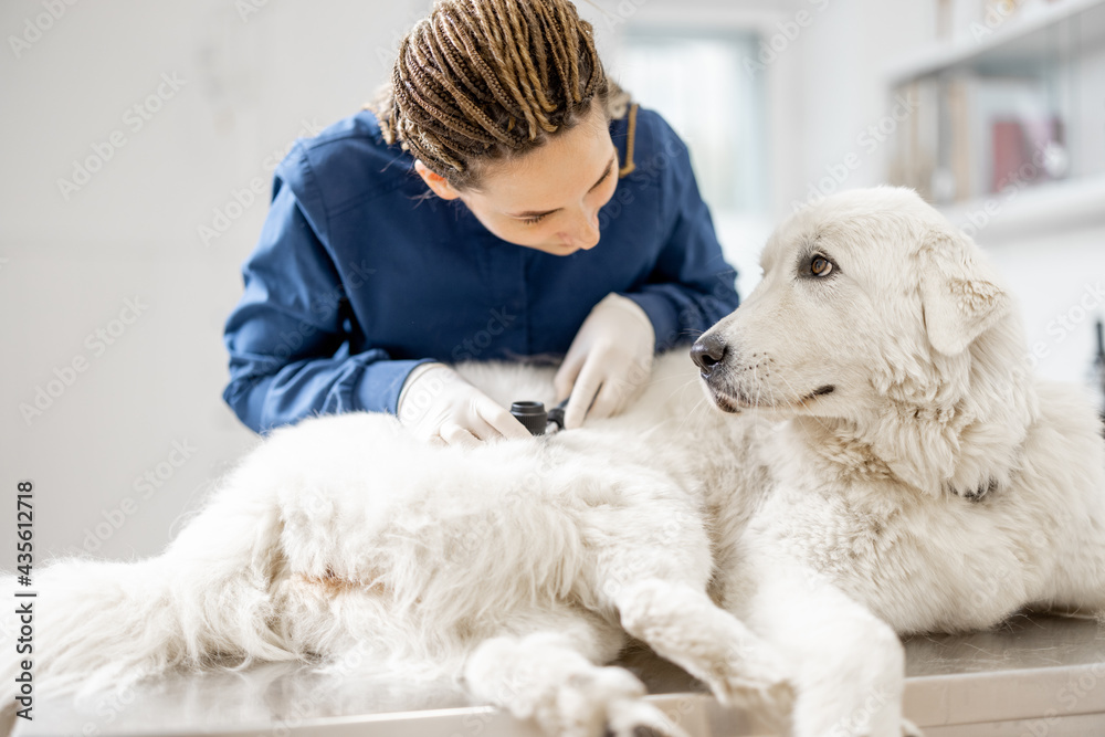 Dog looks at veterinarian while doctor looks at the dog's skin and fur to check health and hygiene on vet table in clinic. Friendship and trust. Pet care. Dog looks at veterinarian while doctor looks at the dog's skin and fur to check health and hygiene on vet table in clinic. Friendship and trust. Pet care.