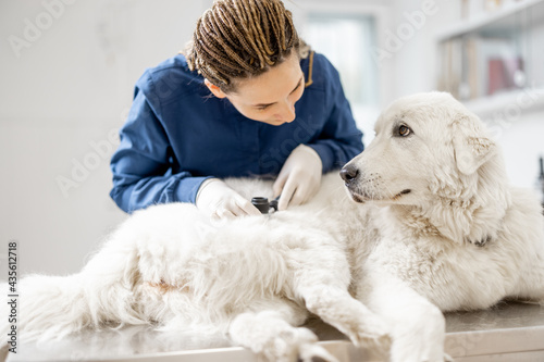 Fototapeta Naklejka Na Ścianę i Meble -  Dog looks at veterinarian while doctor looks at the dog's skin and fur to check health and hygiene on vet table in clinic. Friendship and trust. Pet care. 