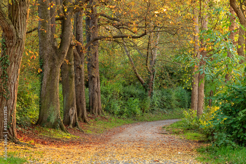 Fototapeta treelined path in golden autumn forest in germany. 