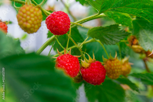 Ripe red raspberries in dewdrops ripened on a raspberry bush in summer