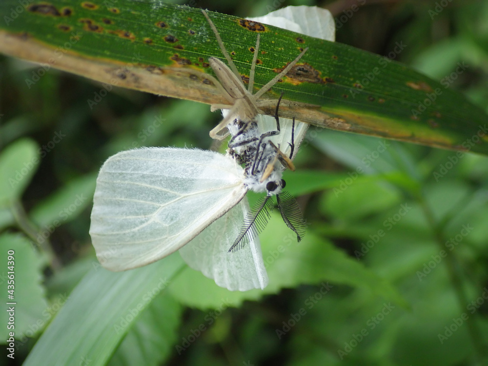 Fototapeta premium 笹の葉の上にいるシャコグモと思われる蜘蛛に捕らえられたキアシドクガの成虫