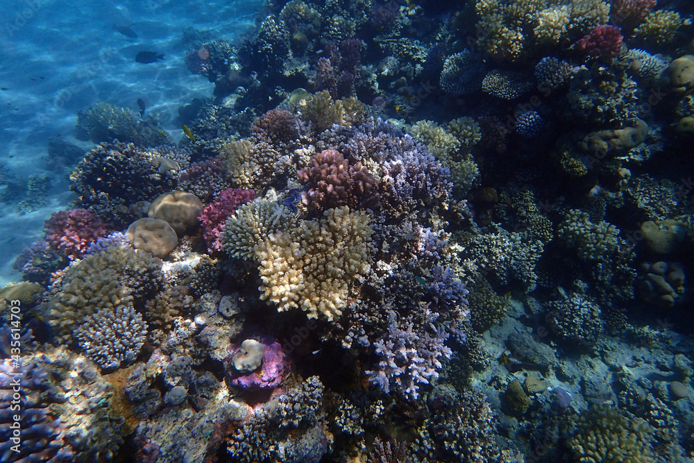 coral reef in Egypt, Makadi Bay coral reef in Egypt, Makadi Bay