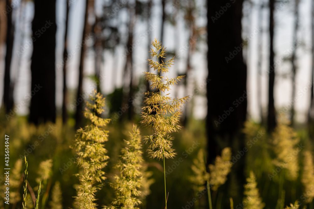 Golden spikelets of grass in a pine forest on a sunny morning. Golden spikelets of grass in a pine forest on a sunny morning.