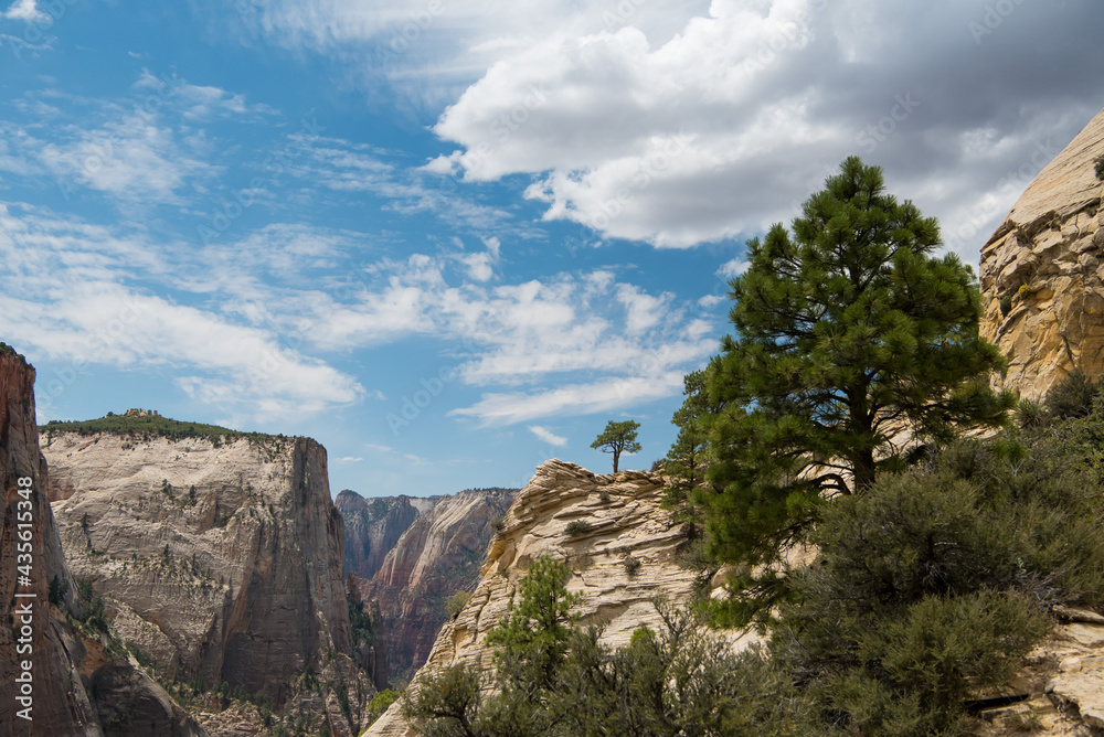 Lone tree at Canyon Overlook Trail in Zion National Park Utah.