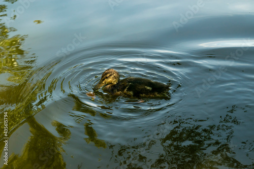 Baby duck on a lake in botanic garden