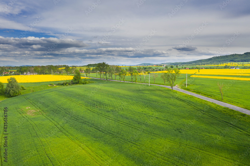 Fototapeta premium Przedgórze Sudeckie. Pola uprawne z plantacjami kwitnącego rzepaku. Zdjęcie zrobione przy użyciu latającego drona.