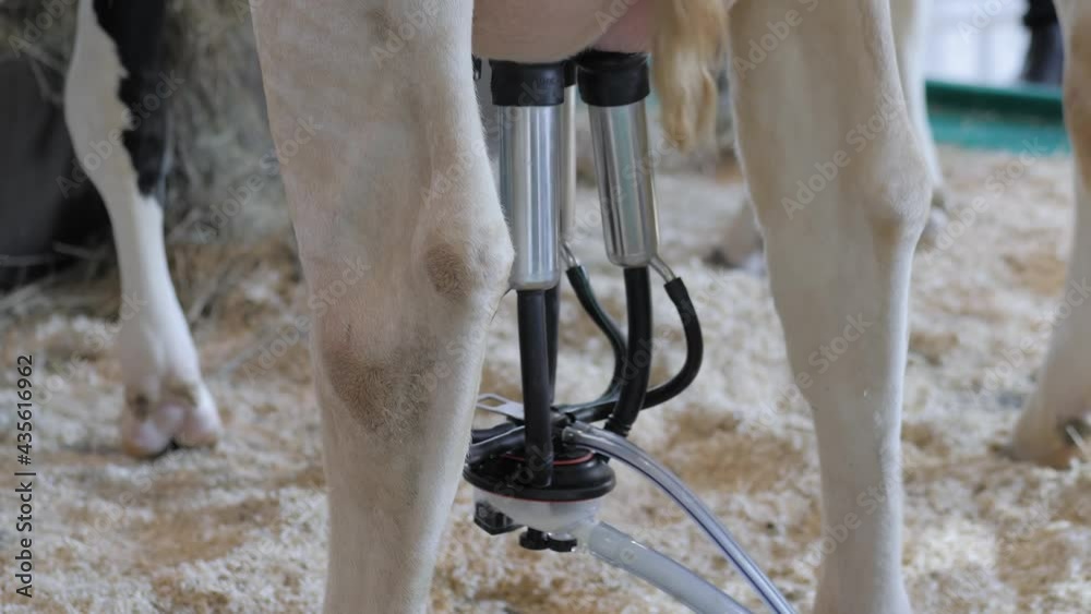 Milking suction machine with teat cups during work with cow udder at cattle dairy farm, exhibition, trade show. Farming, automated technology equipment, agriculture industry, animal husbandry concept Milking suction machine with teat cups during work with cow udder at cattle dairy farm, exhibition, trade show. Farming, automated technology equipment, agriculture industry, animal husbandry concept