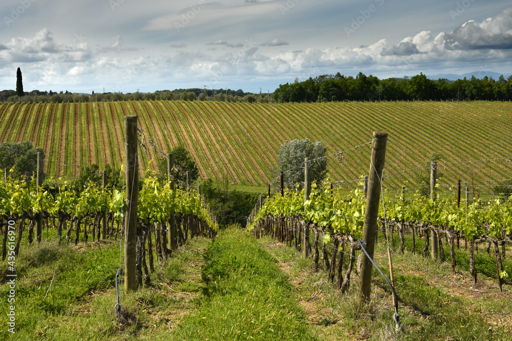 Fototapeta premium Spectacular landscape with green grapevines and blue cloudy sky at Mercatale in Chianti, area of great wine production of Chianti Classico wine. Tuscany. Italy