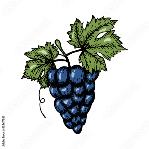 Icon Of Grape