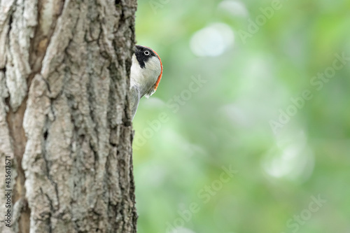 The European green woodpecker female on tree trunk (Picus virdis) photo