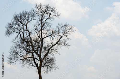 The​ dark shadow of the tree and​ the​ dry branches​ without​ leaves​ © stcom