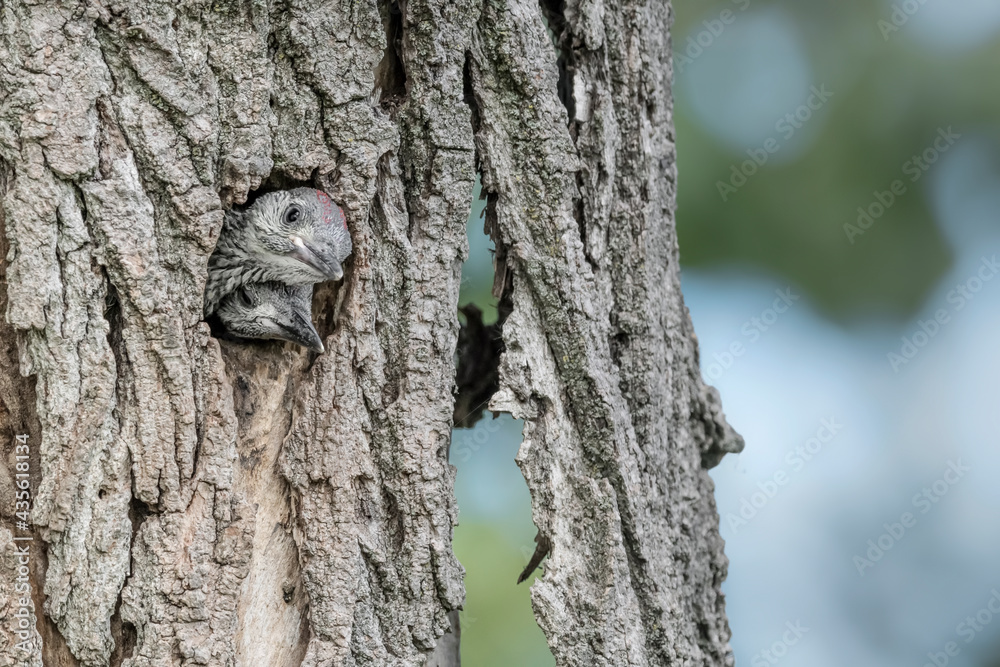 Obraz premium New life in the woodland, European green woodpeckers brothers (Picus virdis)