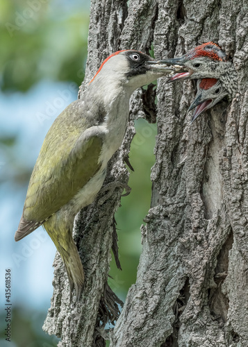 Mother s love  fine art portrait of European green woodpeckers on nest  Picus virdis 