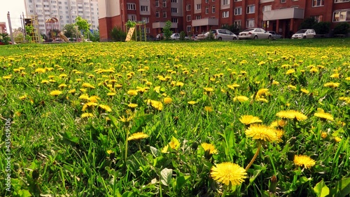 Nature and people, dandelions on the background of the city