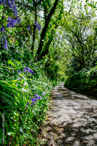 Pionowe ujęcie wiejskiej drogi i skarpy porośniętej bluebells w Kornwalii, Wielka Brytania