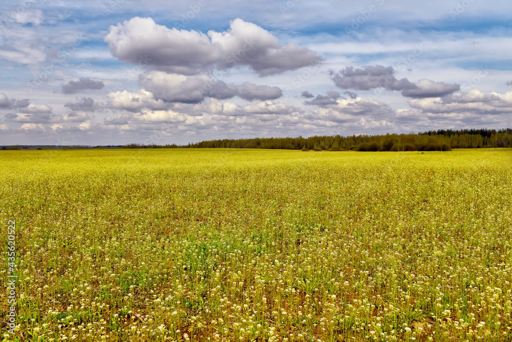 Green field with flowers and forest on the horizon on a sunny day with clouds. Summer fields and forests.
