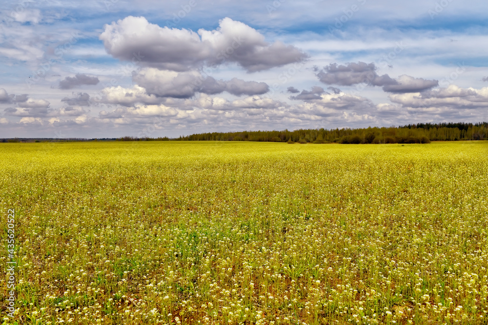 Green field with flowers and forest on the horizon on a sunny day with clouds. Summer fields and forests. Green field with flowers and forest on the horizon on a sunny day with clouds. Summer fields and forests.