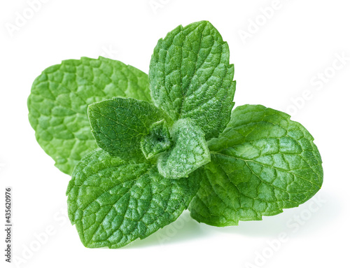 Mint isolated on white background 