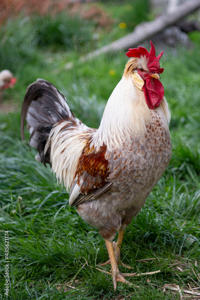 Fototapeta premium Icelandic Rooster