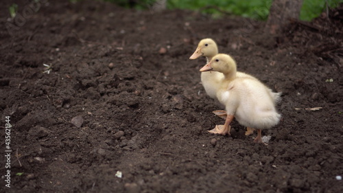 Little yellow ducklings walk on the ground at the farm.