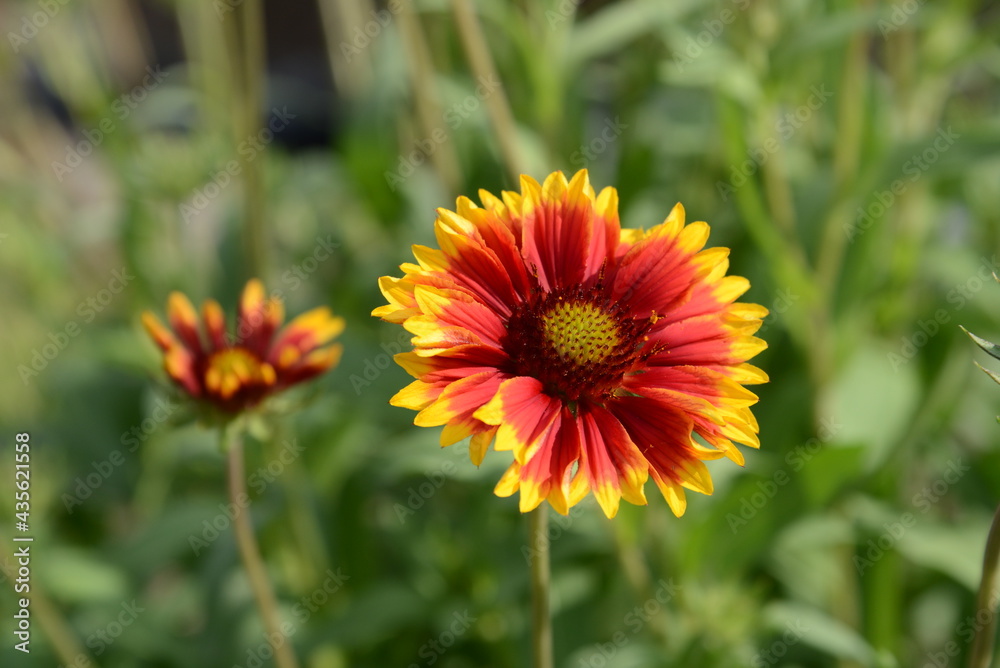 グラデーションの花びらが美しいテンニンギク グラデーションの花びらが美しいテンニンギク