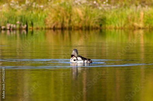 Photography Red-throated loon preening the plumage in a lake