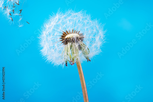 Closeup of dandelion, flying seeds on a blue sky © sola_sola