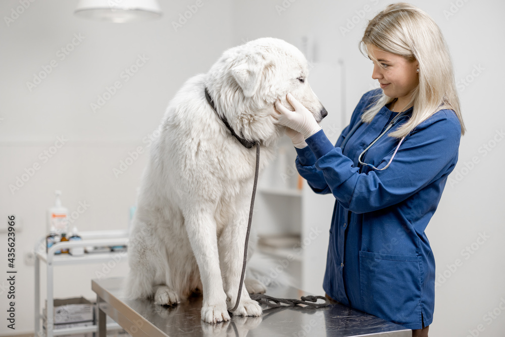 How Much Is A Puppy Check Up At The Vet