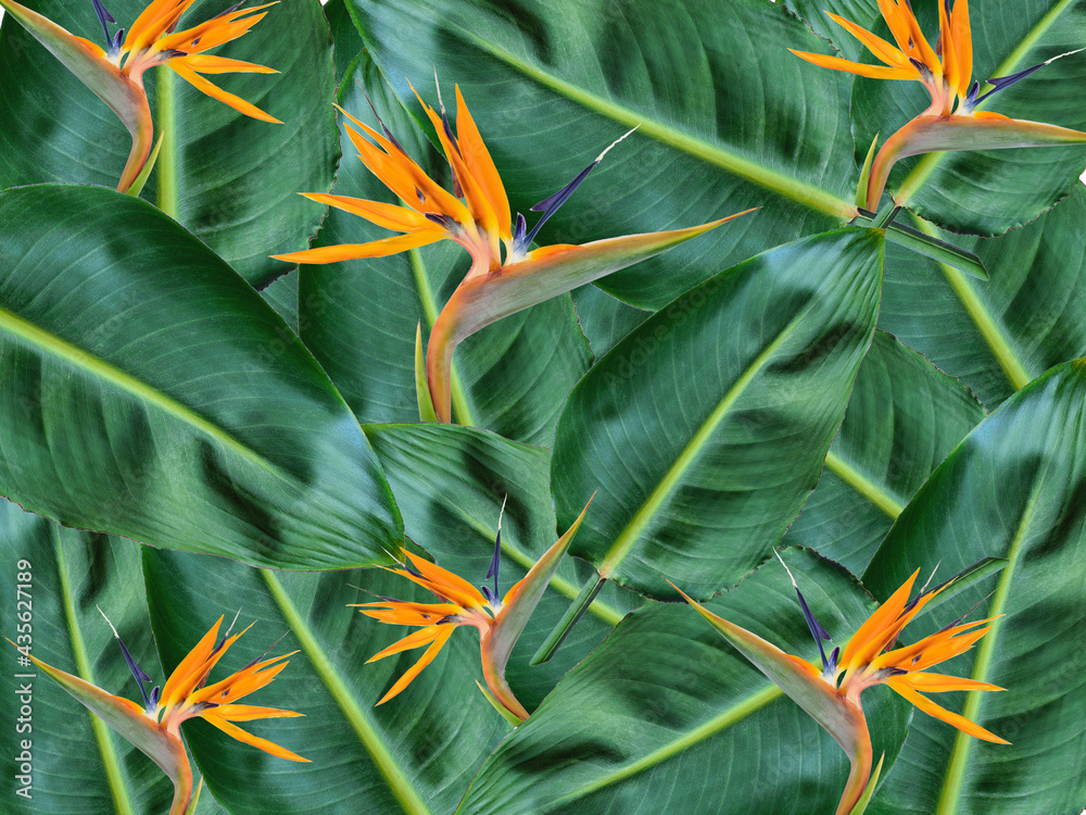 Obraz premium Tropical background with green leaves and strelitzia flower
