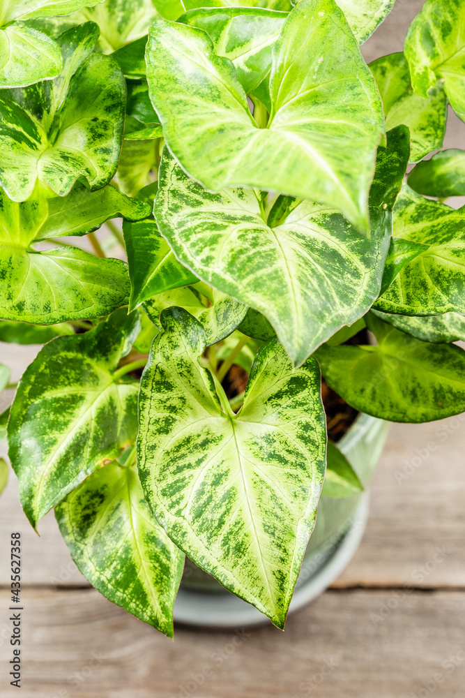 Green leaves Syngonium podophyllum on wooden table Green leaves Syngonium podophyllum on wooden table