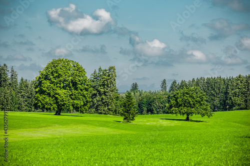 Grüne Bäume in Hügellandschaft