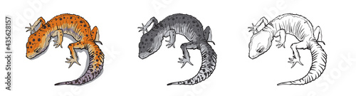 Reptile lizard animal. Reptile in natural wildlife isolated in white background. Color  black and white illustration and outline for coloring. Vector illustration