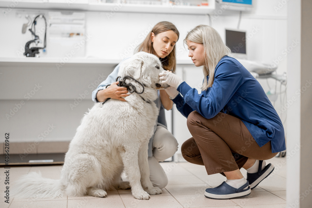 Female doctor removes the tick from the dog's snout in veterinarian clinic. Pet care. Female doctor removes the tick from the dog's snout in veterinarian clinic. Pet care.