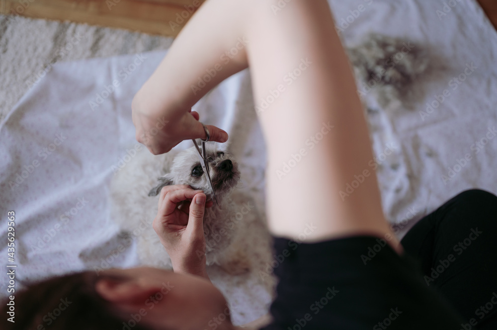 Woman grooming her cute little dog (Bolonka Zwetna) at home. Hairstyling pets. Woman grooming her cute little dog (Bolonka Zwetna) at home. Hairstyling pets.
