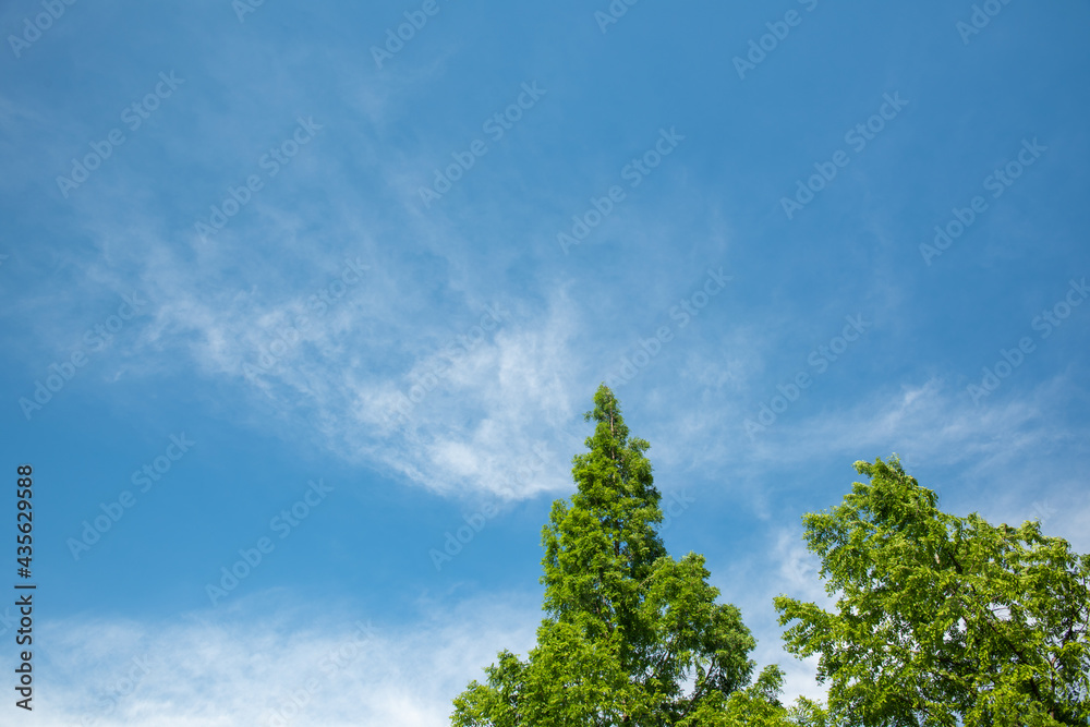 Obraz premium 新緑のメタセコイアと薄雲の青空