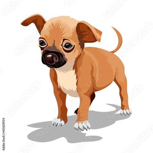 Cute little decorative dog. Puppy. A beautiful brown puppy with big eyes wags its tail. Isolate. Vector illustration