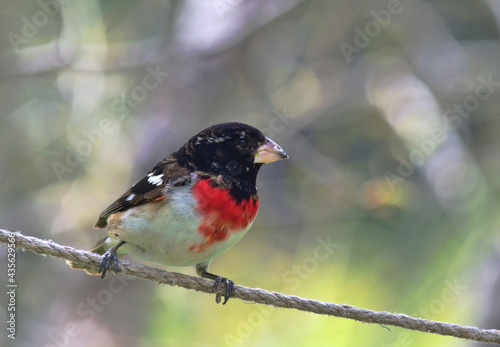 BIRDS: young male rosebreasted grosbeak sits on a wire. photo