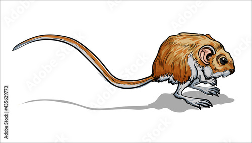 Light Small Jumper. A jerboa, a small animal, a field mouse with a very long tail. Mouse, a rodent with a long tail. Isolate, full color with stroke vector illustration