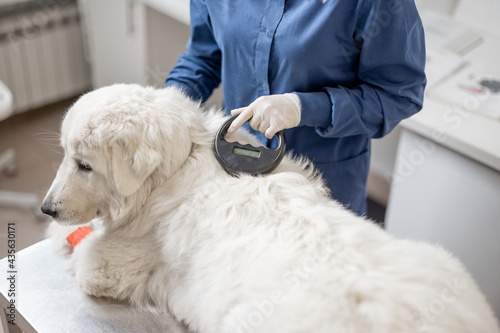Fototapeta Naklejka Na Ścianę i Meble -  Veterinarian checking microchip implant under sheepdog dog skin in vet clinic with scanner device. Registration and indentification of pets. Animal id passport.