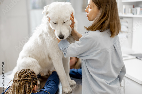 Fototapeta Naklejka Na Ścianę i Meble -  Female owner hugs and calm a big white sheepdog in a veterinary clinic while veterinarians trim the claws of patient standing at examination table. Treatment and pet care. Visit a doctor.