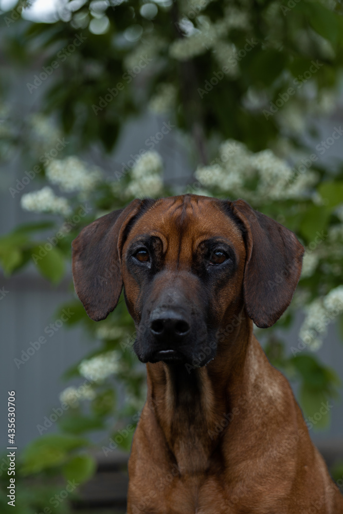 pretty dog poking his head out of a tree in bloom