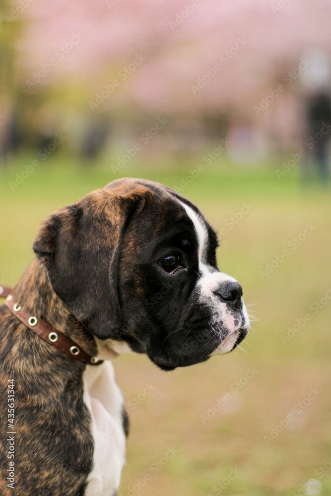 Beautiful brindle boxer puppy is sitting in the park